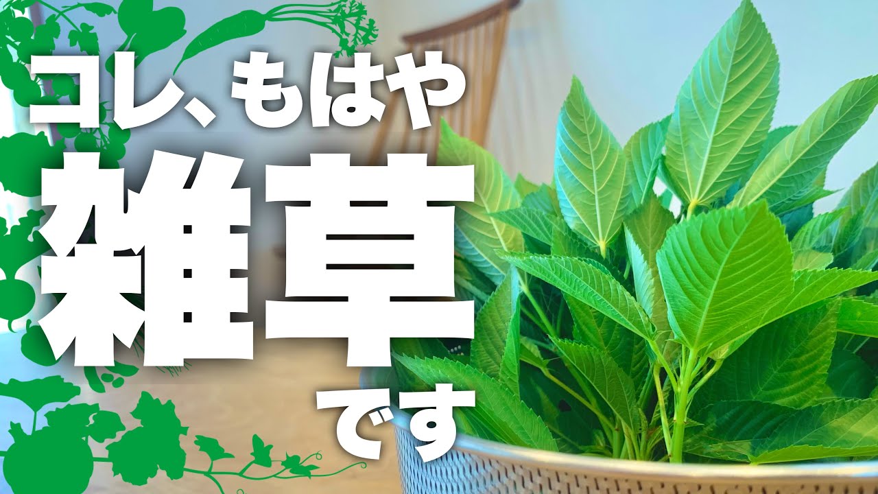 【夏の神コスパ野菜】プランターで『無限モロヘイヤ』完全ガイド|モロヘイヤ栽培