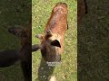 travel to nara to see the sacred bowing deer and have your... #Shorts #destination195travel
