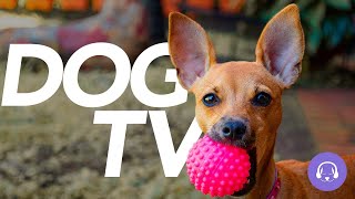 DOG TV  Calming and Entertaining Virtual Dog Walk (2022)