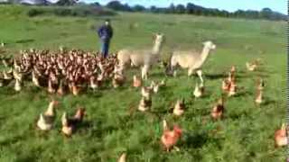 Alpacas Guarding FREE Range Egg farm