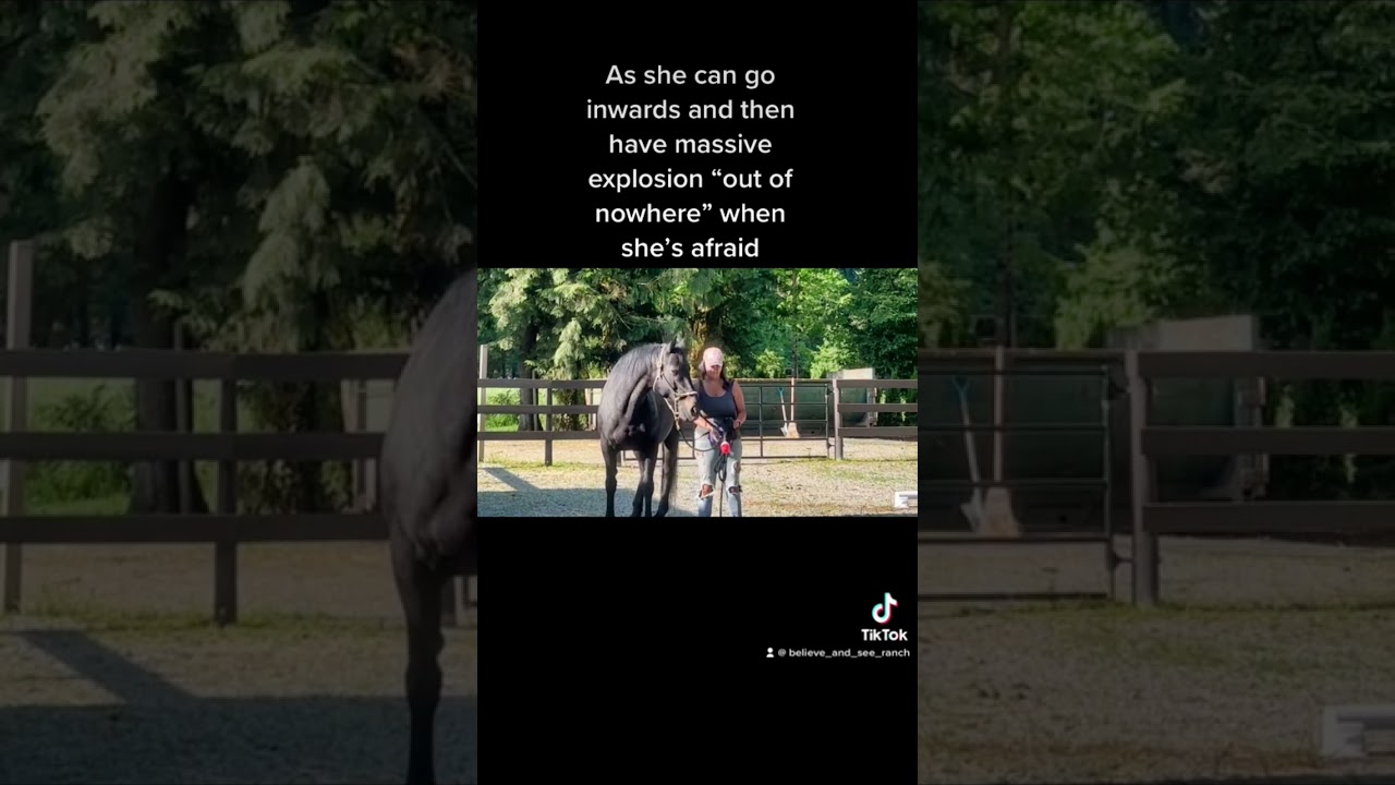 Anxious & fearful rescue horse stretches her comfort zone.