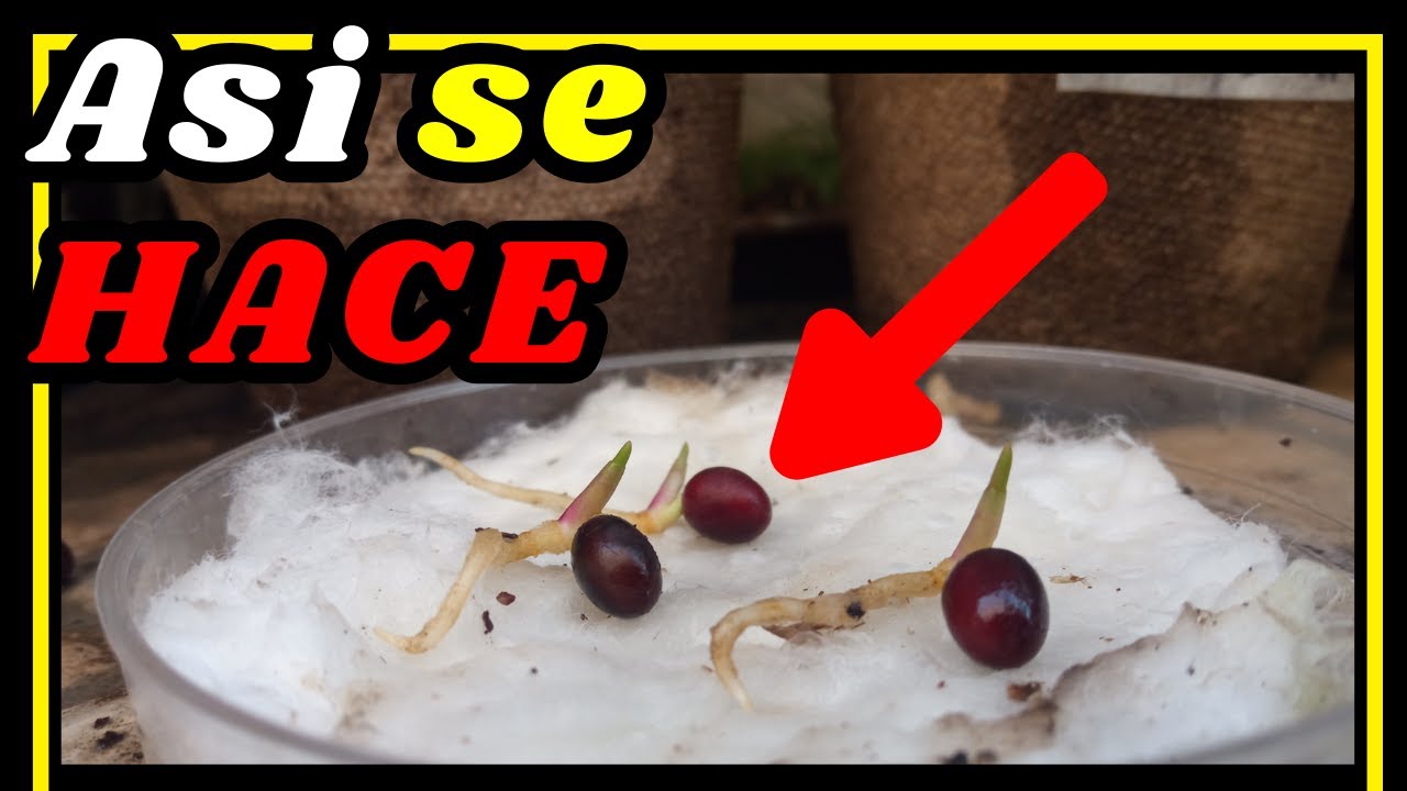 👏Germinación de palmera abanico 👆 paso a paso 🌴🌴🌴