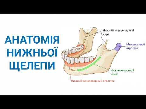 Анатомія нижньої щелепи