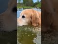 please save dog, huhu #dog #cat #dogs # ...🥺