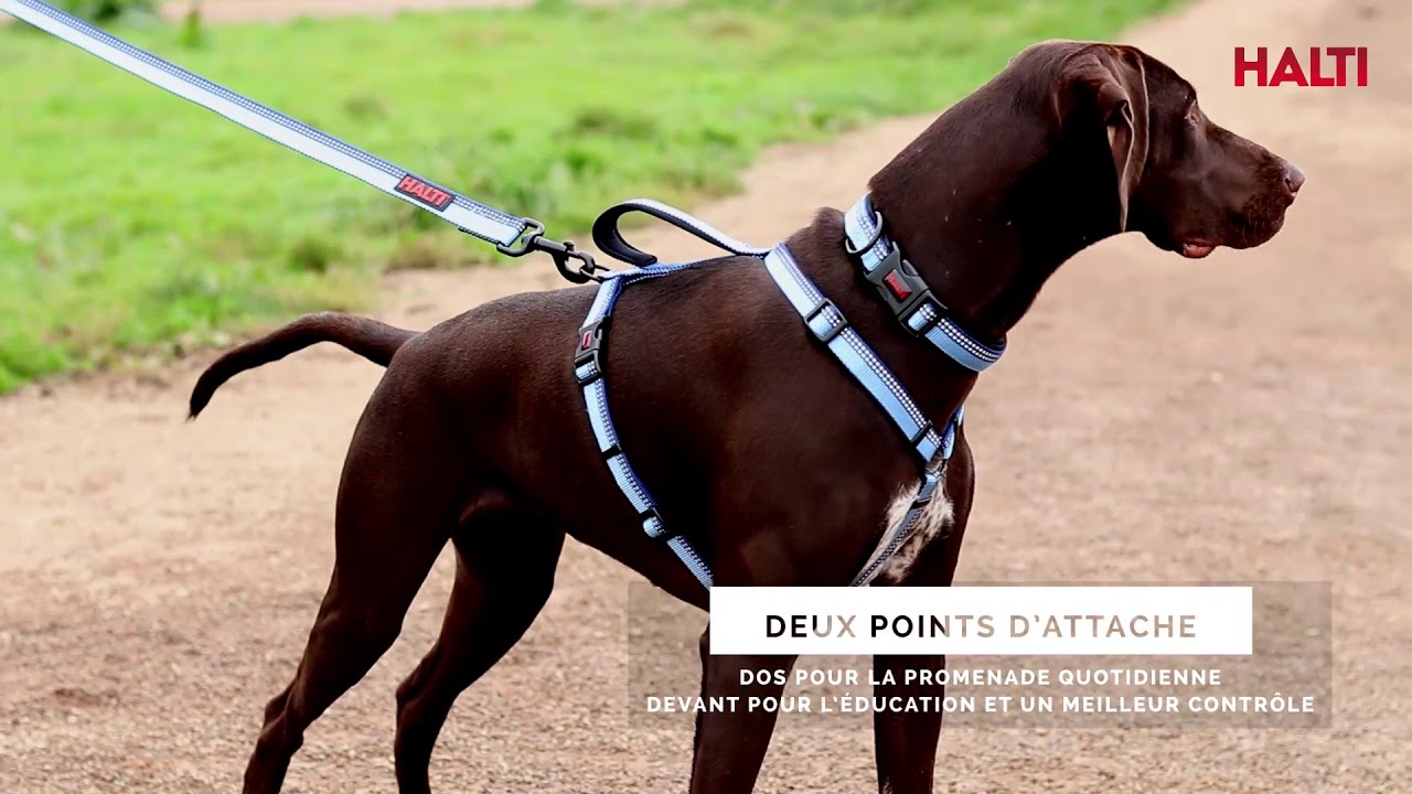 halti dog walking harness