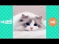 ♥かわいい犬と猫面白いことP14♥ペットかわいい動画2019