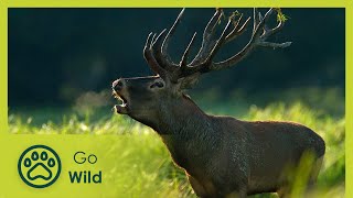 Rivers of Croatia - Go Wild