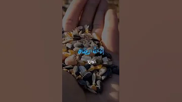 واذ قالت الملائكة عمنا السيد سعيد يبدع ويتألق 
