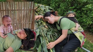 Single mother Harvesting - Cornplants for sale - Andsick -difficult lifer