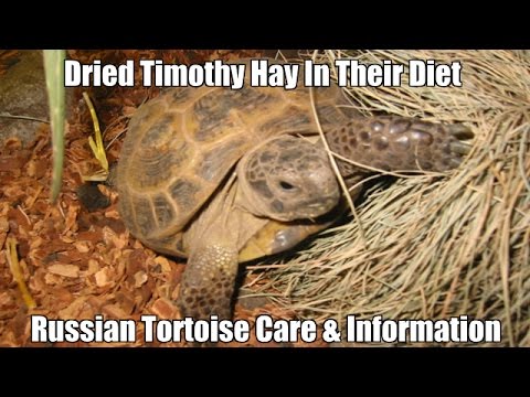 Russian Tortoise Diet Chart