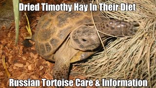 timothy hay for tortoises