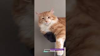 Lazy Fat Cat | Viral Video | Glowmal #shorts #Lazy Fat Cat
