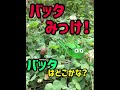 みっけ バッタかくれんぼ 昆虫採取 子供キッズ