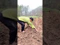 Plant cassava with wire #shots