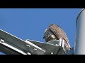 ハヤブサ鳴き声