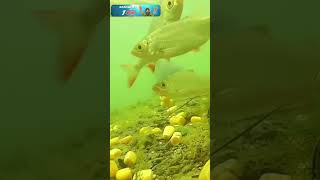 Поклёвка карпа Подводная съёмка #рыбалка