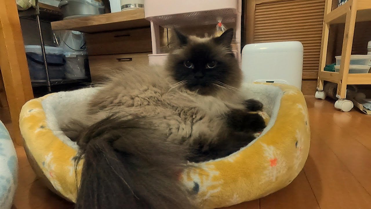 朝からグランに振り回されました　#グリンとグランの陽だまり日記　#猫