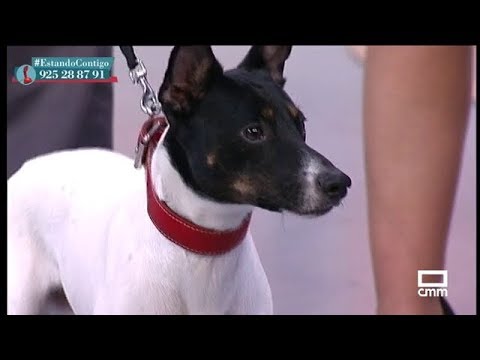 Video: Enfermedades Respiratorias En Los Perros De La Pradera