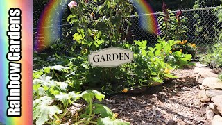 Square Foot Garden Tour, Late August, The River Garden - Tomatoes, Winter Squash, More!