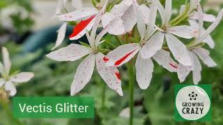 Stellar Pelargonium 'Vectis Glitter' - Growing Crazy for Pelargoniums