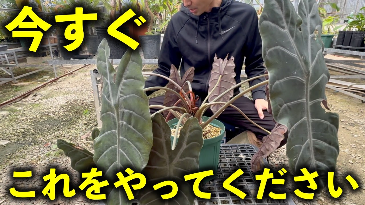 【元気がなくなった観葉植物】今すぐこれをやってください！！！！！【ハダニ防除＋植替え＋株分けなど徹底解説！！】