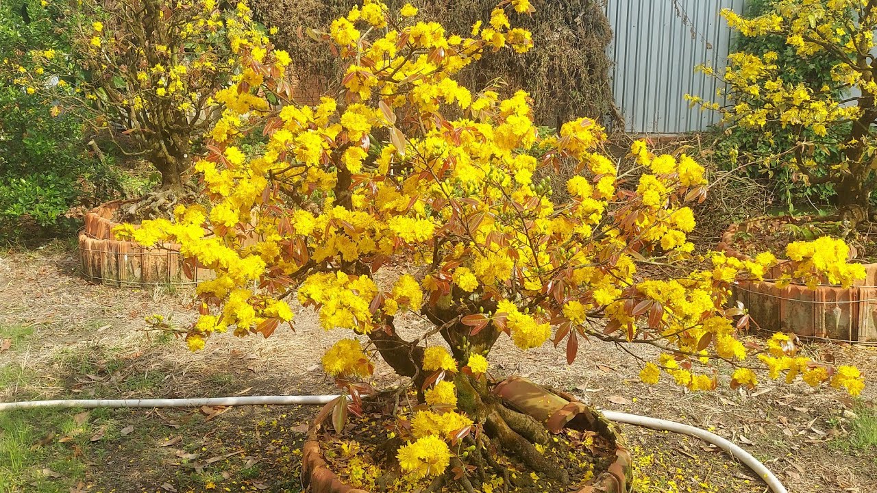 NGẮM HOA MAI THƯ GIÃN. 