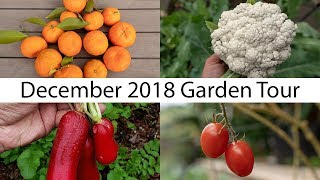 california garden - december garden tour - gardening tips, harvests & more!