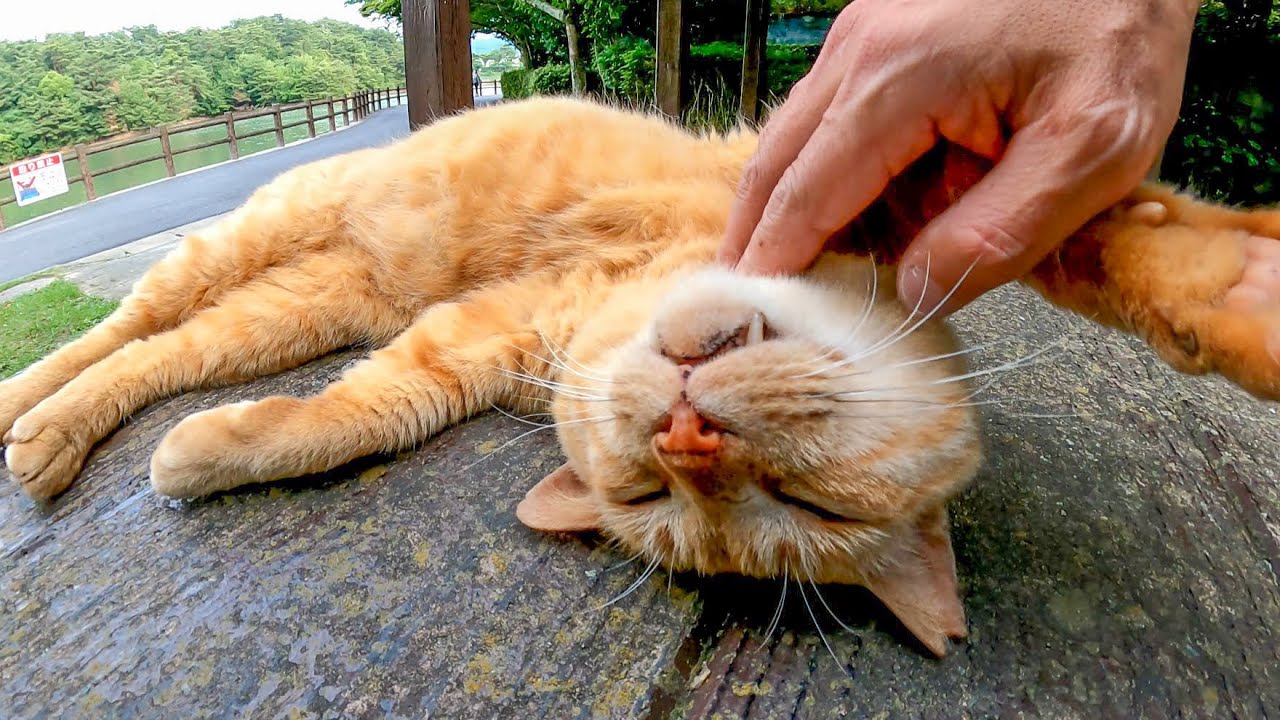 ベンチに茶トラ猫がいたので隣に座ったらすぐに膝の上に乗ってきてゴロゴロ喜んだ Youtube