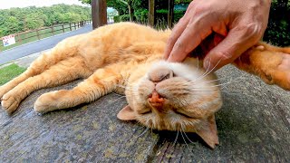 ベンチに茶トラ猫がいたので隣に座ったらすぐに膝の上に乗ってきてゴロゴロ喜んだ