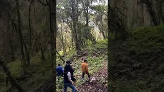 Woman Loses Grip On Rope Swing, Rolls Down Hill