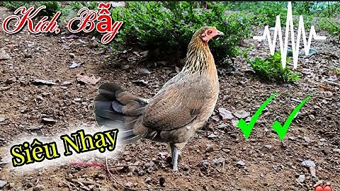 Tiếng gà mái rừng Kêu CHUẨN NHẤT 2025 ✔️✔️ || Poj qaib seev zoo dib tuaj zoo 💯%