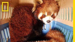Watch the Bittersweet Rescue of Red Pandas from Wildlife Smugglers | National Geographic