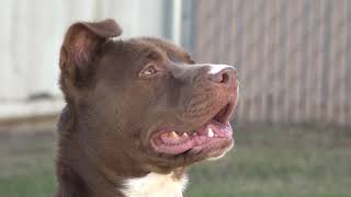 Animal Care and Control Appreciation Week