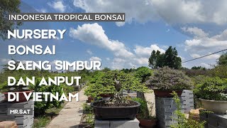 Mampir ke tempat budidaya saeng simbur dan anting putri di vietnam milik mr.Sat
