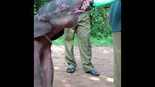 The Wildlife Officer Giving Milk To The Baby Elephant | ゾウの赤ちゃんにミルクを与える野生動物管理官 | Elephant #Shorts