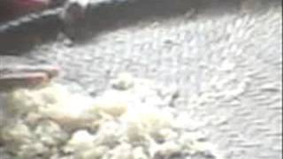 fahmi gaang taneuh beureum