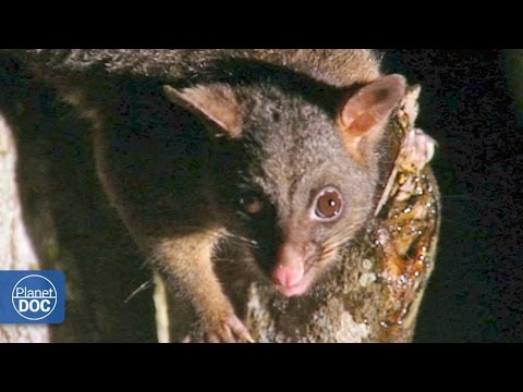 Video: ¿Por qué sobreviven los mamíferos con bolsa en Australia?