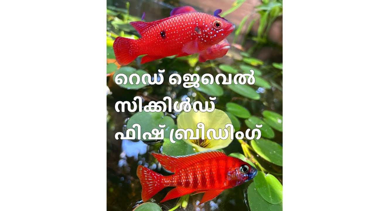 🐠Red jewel Fish breeding 🐠🐠🐠