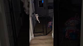 Artık Kaçmayı Biliyor