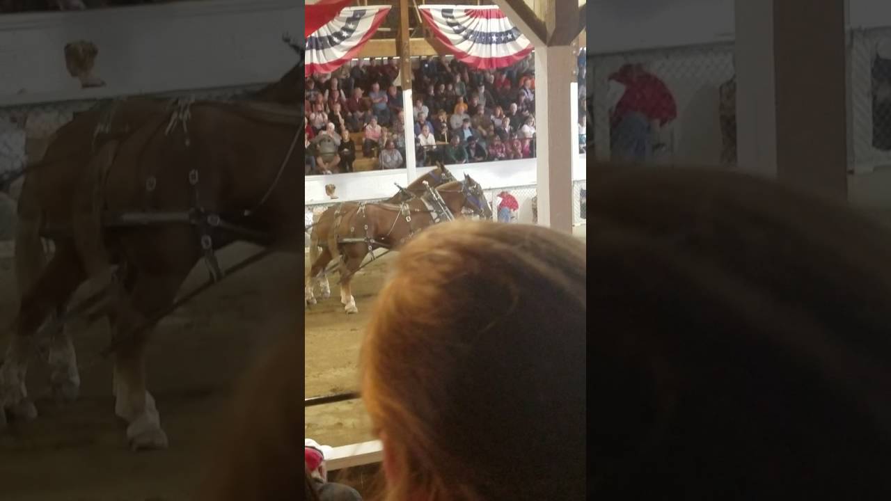 Horse pulling YouTube