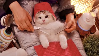 Special Custom Hair Treatment Delivered by Private Jet! Get Ready with Tteoksoon | Cat Spa ASMR
