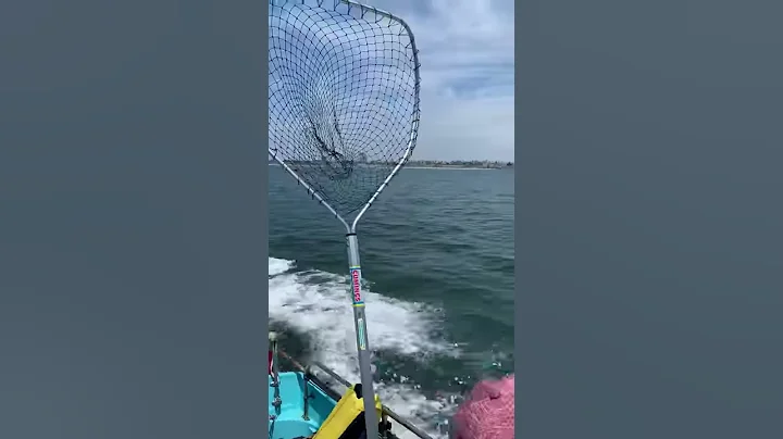 Classic Boston Whaler, Long Beach, CA  July 9, 2019