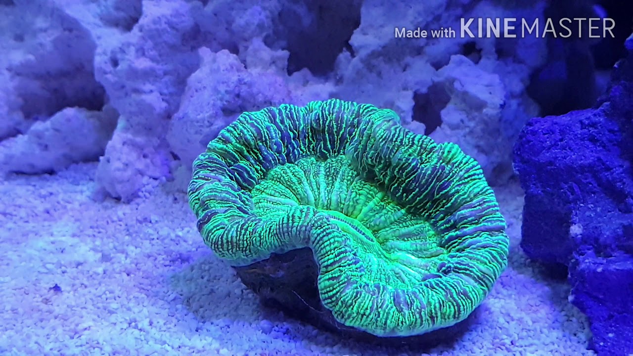 Il mio nuovo acquario marino! - YouTube
