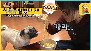 A Dog With A Huge Appetite Passes Out While Eating A Lot.. ㅣ Animal Before & After