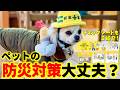 【準備が大事】もしもの時に命を守る！ワンちゃん・猫ちゃんのために絶対に準備すべき防災対策！！