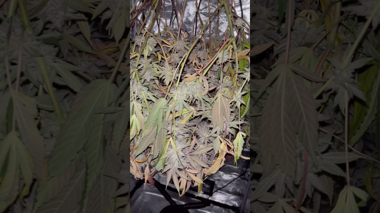 Ideal drying conditions Tropicana Cherry grown under SpiderFarmer SE3000EVO 