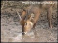 Buejagt - Hunters Video