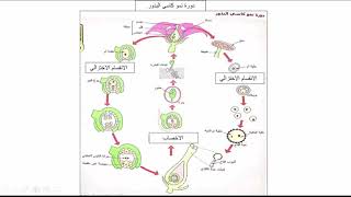 التوالد الجنسي عند النباتات الزهرية كاسيات البذور الجزء الأخير  /جدع مشترك علمي