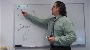 Neuroanatomy - Cranial Nerve VII - Drawing the Facial Nerve Pathways