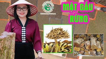 “Mật Gấu Rừng” – Cây Thuốc Giải Độc Gan, Tiêu U Từ Tự Nhiên!